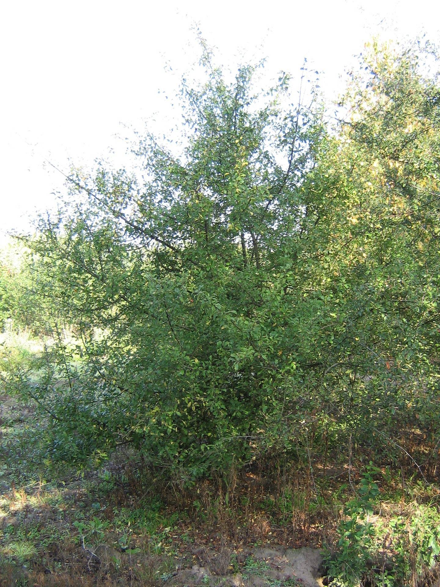 Prunus spinosa_05